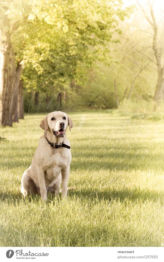 sommer Labrador Hund blond Tier Haustier Jahreszeiten Sommer Frühling Wiese Baum Natur schön süß Rassehund Kastanienbaum warten grün