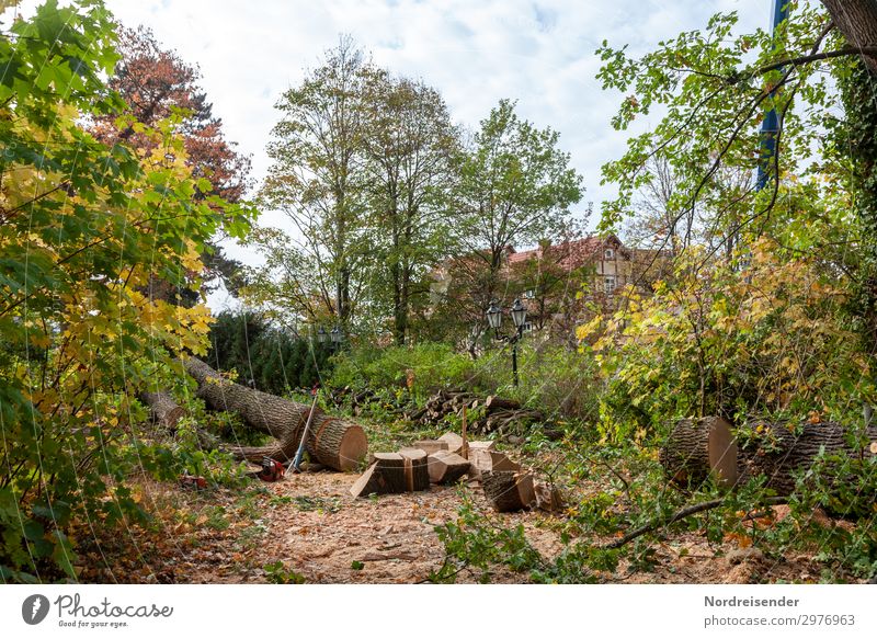 Baumfällung Arbeit & Erwerbstätigkeit Beruf Gartenarbeit Arbeitsplatz Landwirtschaft Forstwirtschaft Landschaft Park Dorf Kleinstadt Menschenleer Haus Holz