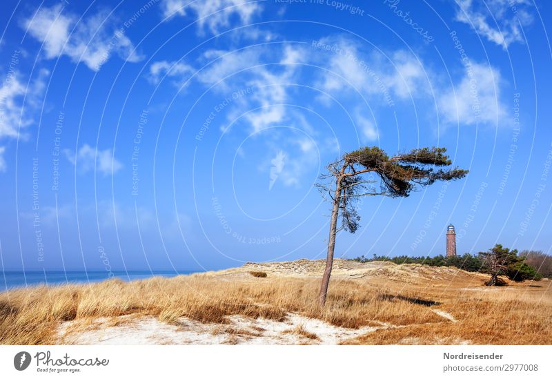 Windflüchter und Leuchtturm auf dem Darß Ferien & Urlaub & Reisen Tourismus Sommer Sommerurlaub Strand Meer Insel Natur Landschaft Sand Wasser Himmel Wolken