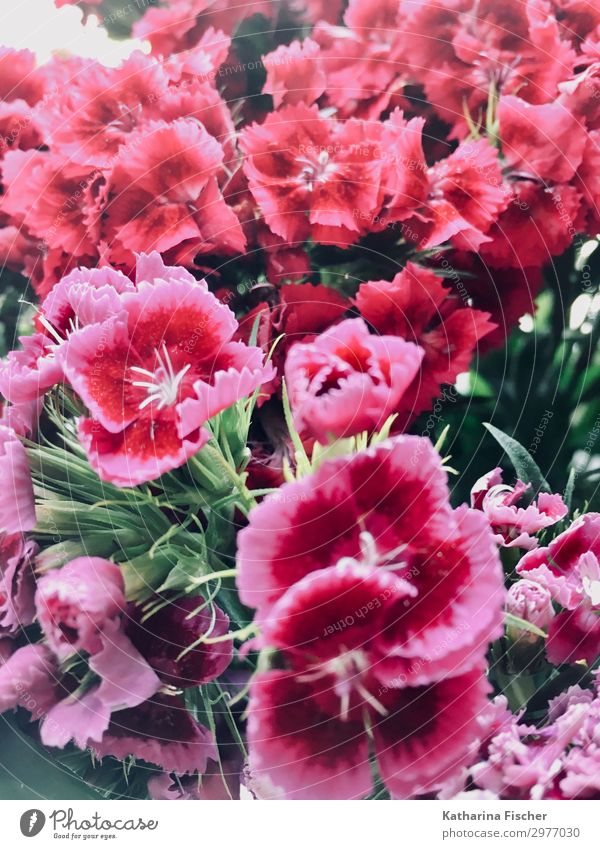 Blumenstrauß Natur Pflanze Frühling Sommer Herbst Blatt Blüte Blühend leuchten violett rosa rot weiß Blütenknospen Farbfoto Außenaufnahme Innenaufnahme