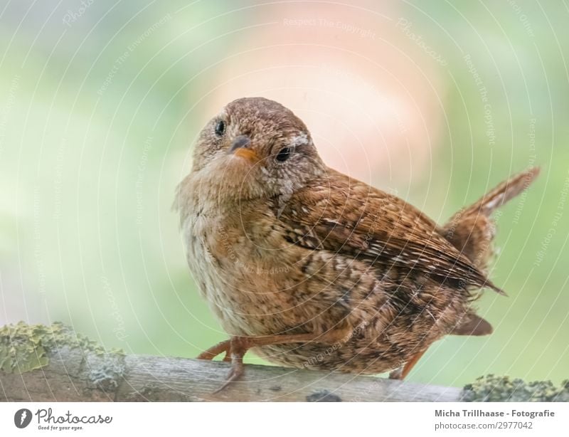 Zaunkönig sieht sich um Natur Tier Sonnenlicht Schönes Wetter Baum Zweige u. Äste Wildtier Vogel Tiergesicht Flügel Krallen Kopf Schnabel Auge Feder gefiedert 1