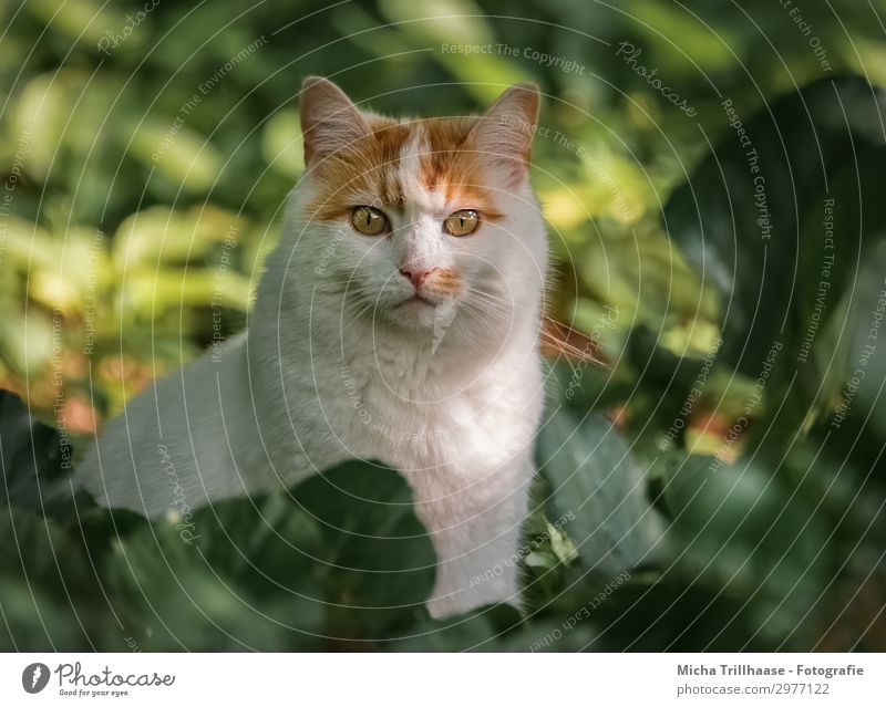 Rot - Weiße Katze im Garten Natur Pflanze Tier Sonnenlicht Schönes Wetter Blume Blatt Grünpflanze Haustier Tiergesicht Fell Hauskatze Auge Ohr Nase Maul 1