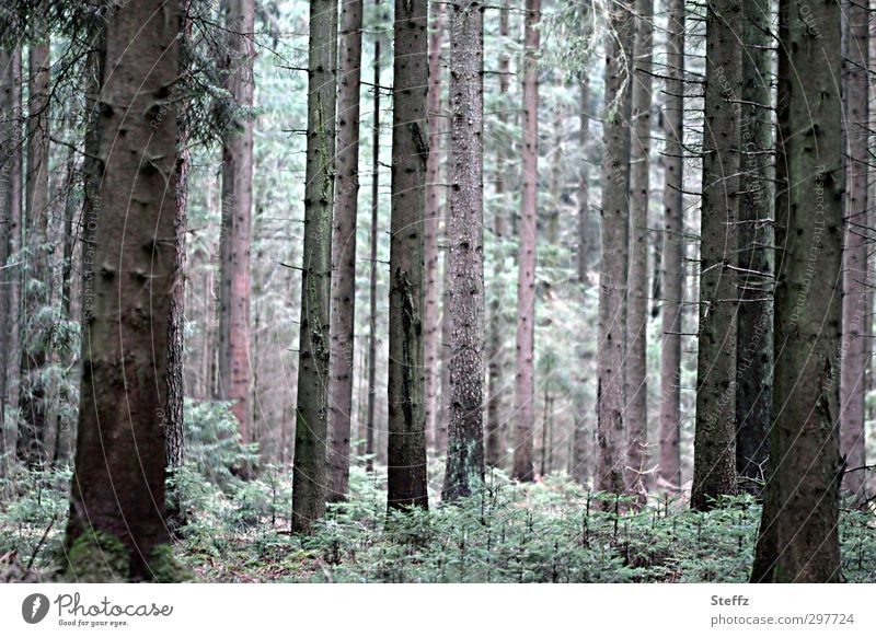 mit den Bäumen atmen Waldbaden Nadelwald Waldstimmung Waldrand Luftholen Waldluft ruhig Frühling im Wald Nadelbäume Duft Erholung Entspannung Lichteinfall grün