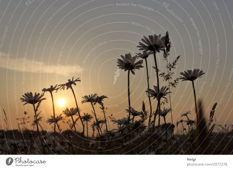 Margaritenblüten auf einer Blumenwiese im Gegenlicht der Abendsonne Umwelt Natur Landschaft Pflanze Erde Sommer Schönes Wetter Gras Blatt Blüte Wildpflanze