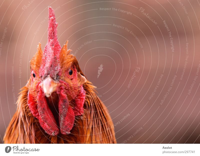 Hühnerportrait Tier Nutztier Wildtier Hahn Kopf Auge Haushuhn Feder 1 beobachten Denken Blick warten ästhetisch frei schön natürlich trist wild gold orange rot