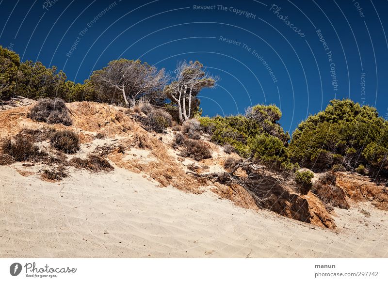 wolkenlos Ferien & Urlaub & Reisen Ferne Natur Landschaft Urelemente Erde Sand Luft Himmel Wolkenloser Himmel Sommer Klima Schönes Wetter Wärme Dürre Pflanze