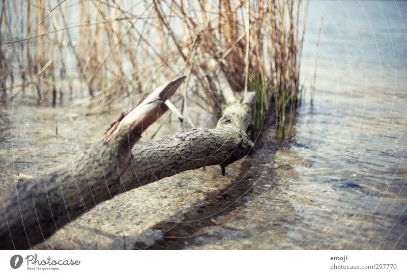 bald. Umwelt Natur Wasser Sommer Schönes Wetter Seeufer nass natürlich Baumstamm Ast Farbfoto Außenaufnahme Menschenleer Tag Schwache Tiefenschärfe