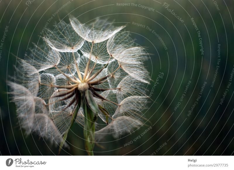 Riesengroße Pusteblume, Fruchtstand des Wiesenbocksbartes vor dunklem Hintergrund Umwelt Natur Pflanze Sommer Blume Wildpflanze Löwenzahn Riesenpusteblume