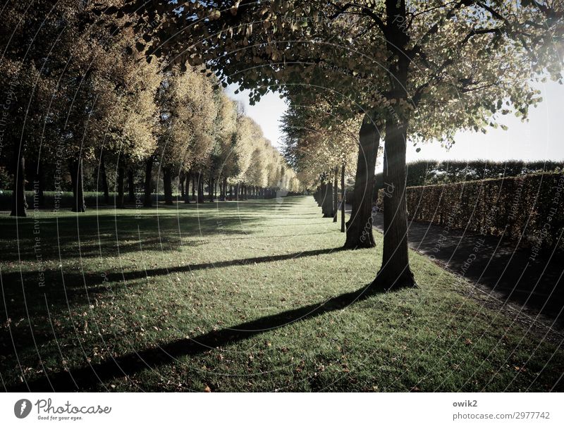 Die Schatten werden länger Umwelt Natur Landschaft Pflanze Himmel Herbst Schönes Wetter Baum Hecke Park Wiese Herrenhäuser Gärten Sehenswürdigkeit stehen