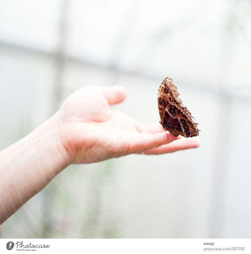 vorsichtig Hand Tier Wildtier Schmetterling Flügel 1 außergewöhnlich braun berühren Farbfoto Außenaufnahme Makroaufnahme Hintergrund neutral Tag