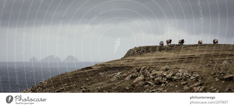 Irische Küstenwache Abenteuer Ferne Freiheit Umwelt Natur Landschaft Urelemente Erde Wolken Gewitterwolken Wetter schlechtes Wetter Nebel Regen Wiese Hügel