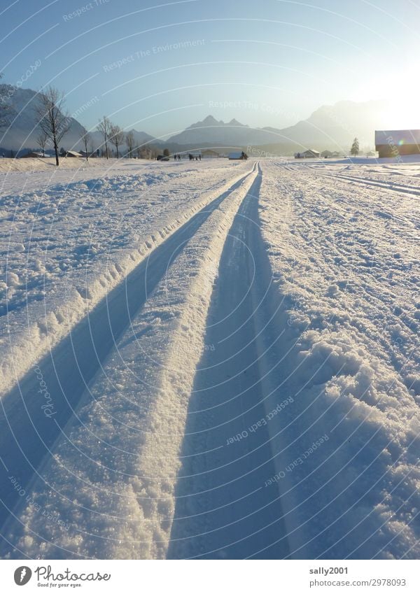 Langlaufparadies... Sport Wintersport Loipe Landschaft Wolkenloser Himmel Schönes Wetter Schnee Alpen kalt sportlich weiß Tourismus Wege & Pfade Ferne