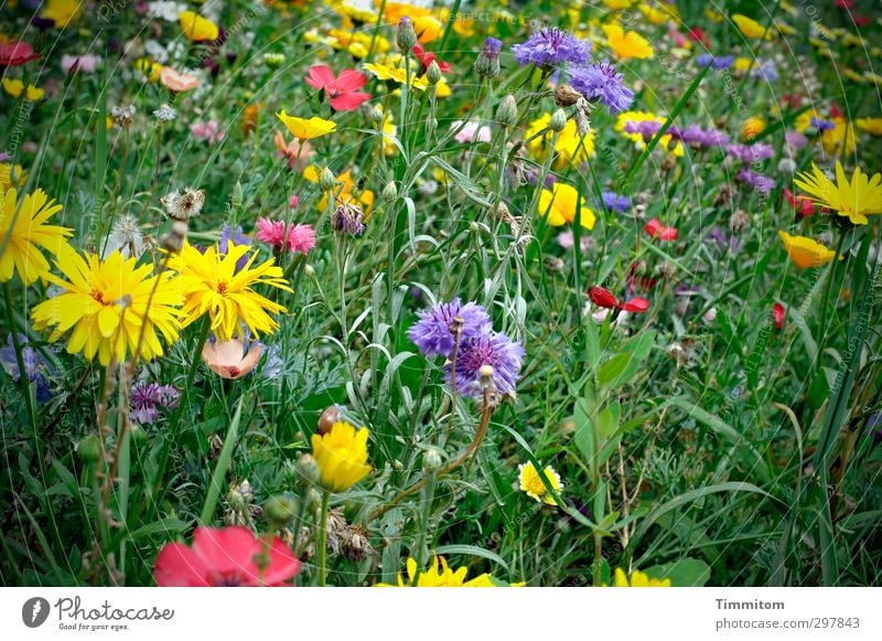 Liebe fürs Detail|Natürlich! Natur Pflanze Sommer Blume Blüte Wiese Blühend Wachstum blau gelb grün rosa weiß Muttertag Blumenwiese mehrfarbig üppig (Wuchs)