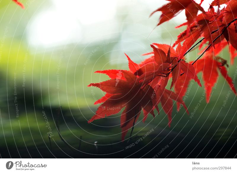 Endspiel Natur Pflanze Herbst Baum Blatt ästhetisch grün rot Ahorn Ahornblatt Außenaufnahme Menschenleer Sonnenlicht Schwache Tiefenschärfe