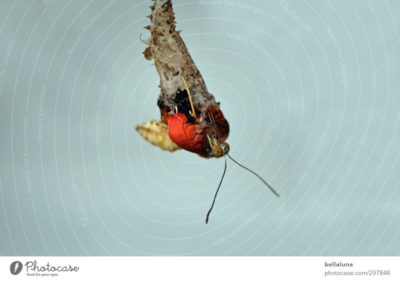 felicitaciones por cumpleaños Fotoline Natur Pflanze Tier Wildtier Schmetterling 1 hängen ästhetisch außergewöhnlich elegant exotisch schön natürlich braun gelb