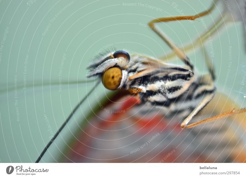 Liebe für's Detail | alles Liebe... Natur Tier Wildtier Schmetterling 1 hängen ästhetisch elegant exotisch schön natürlich braun orange weiß Insekt Geburt