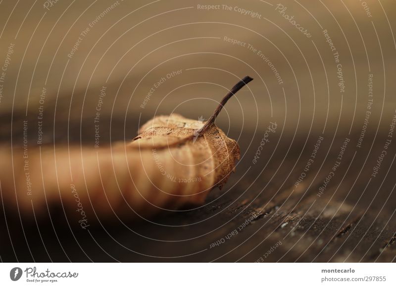 Liebe für's Detail | Abgelaufen Umwelt Natur Pflanze Herbst Blatt Grünpflanze Wildpflanze alt dünn authentisch einfach klein natürlich trocken braun Farbfoto