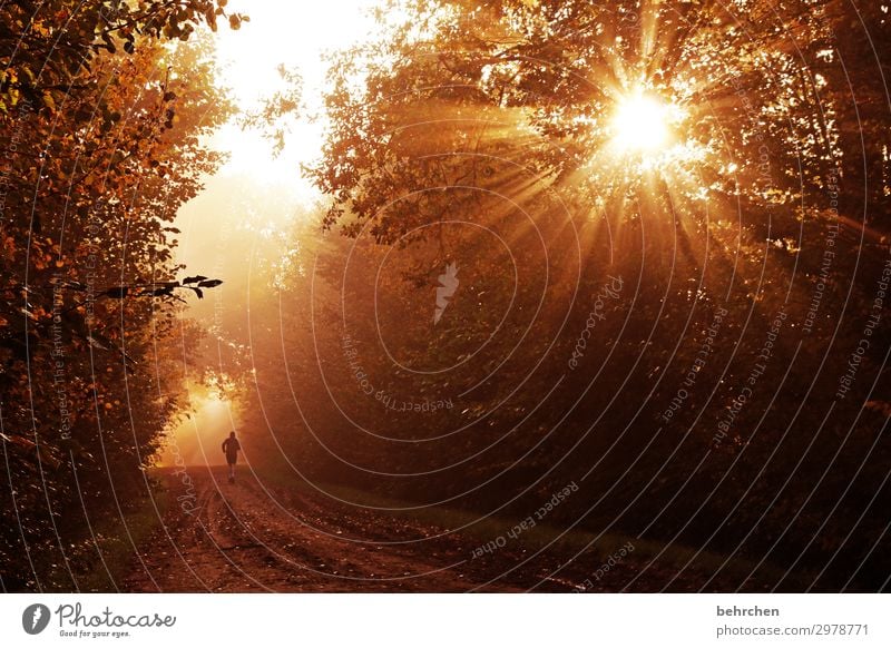 weils immer weiter geht! Umwelt Natur Landschaft Sonne Herbst Pflanze Baum Sträucher Blatt Wald laufen fantastisch schön Optimismus Mut Hoffnung Glaube Jogger