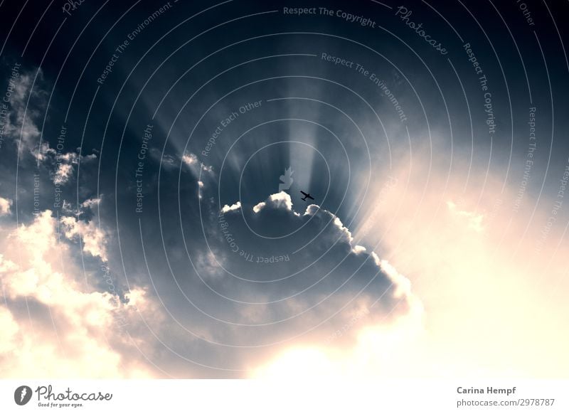 Clouds Sonne Ruhestand Erneuerbare Energie Luftverkehr Umwelt Himmel nur Himmel Wolken Sonnenlicht Wetter Schönes Wetter Vogel atmen fliegen Unendlichkeit