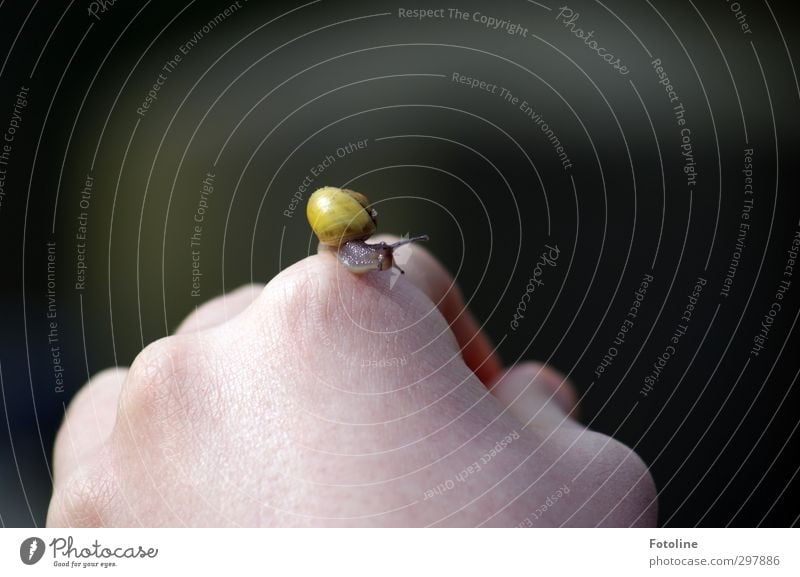 Liebe zum Detail | Schneckchen Haut Hand Finger Natur Tier Wildtier Schnecke klein nah natürlich Fühler Schneckenhaus krabbeln Farbfoto mehrfarbig Außenaufnahme