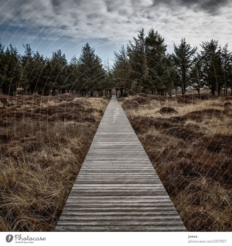 Vor Natur Landschaft Himmel Wolken Wetter Park Wald Insel Amrum Wege & Pfade alt gehen trist trocken blau braun schwarz weiß Erfolg Kraft Mut geduldig