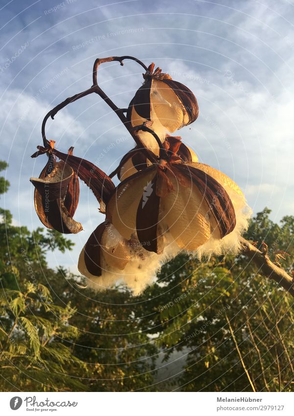 Cotton Flower Umwelt Natur Pflanze Blume außergewöhnlich exotisch Baumwolle Kolumbien Dämmerung Reisefotografie Farbfoto mehrfarbig