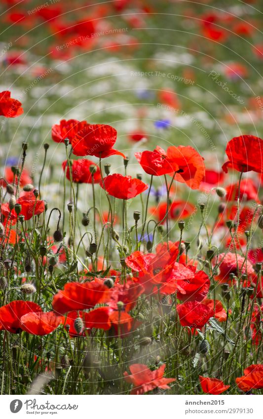 Mohnblumenwiese rot blau Kornblume Wiesenblume Blumenwiese weiß Natur Sommer Frühling Pflanze Außenaufnahme pflücken Blumenstrauß