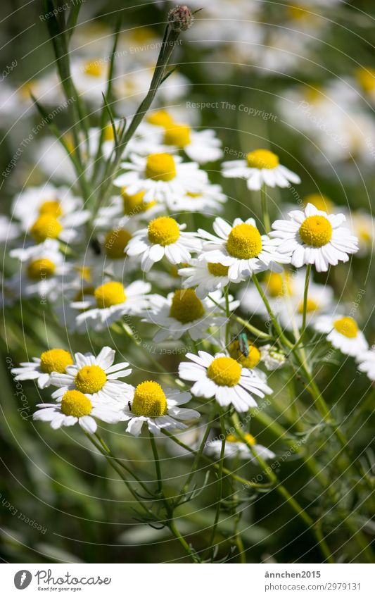 Sommerzeit Frühling Blume Feld Blüte weiß grün gelb pflücken Blumenstrauß Landleben Natur Pflanze Sommersonnenwende