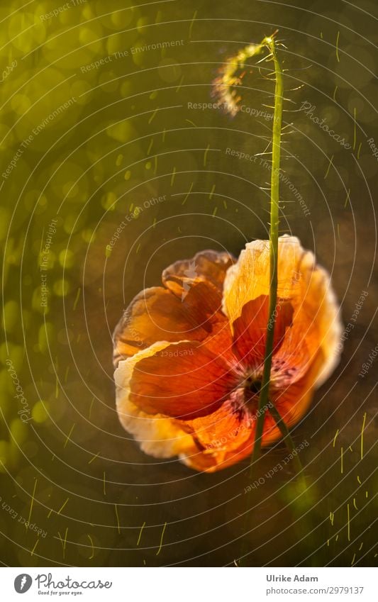 Leuchtender Mohn elegant Design Wellness harmonisch Wohlgefühl Zufriedenheit Erholung ruhig Meditation Spa Tapete Trauerkarte Muttertag Geburtstag Trauerfeier