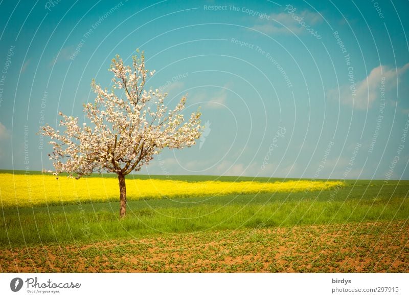 Blütezeit Natur Landschaft Himmel Horizont Frühling Sommer Baum Apfelbaum Rapsfeld Feld Blühend Duft leuchten ästhetisch Freundlichkeit frisch positiv schön