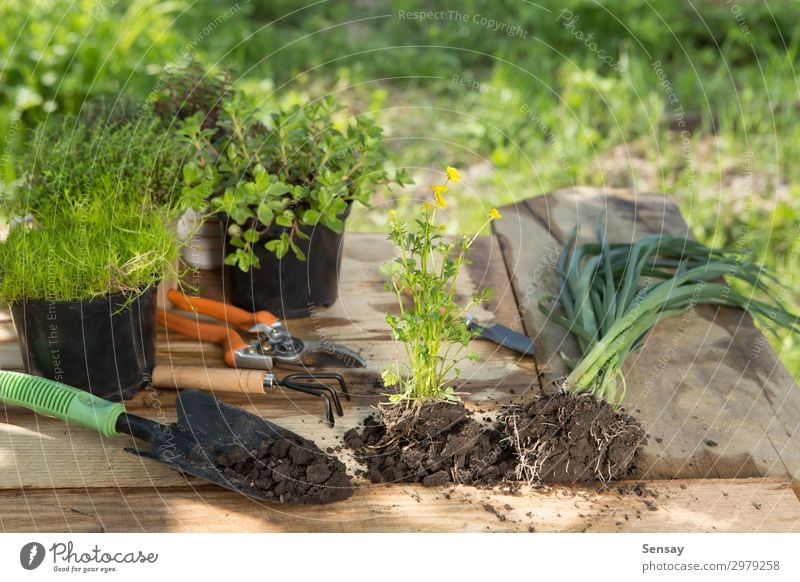 Setzlinge, Pflanzen in Töpfen und Gartengeräten Topf Freizeit & Hobby Sommer Tisch Arbeit & Erwerbstätigkeit Gartenarbeit Frau Erwachsene Umwelt Natur Erde