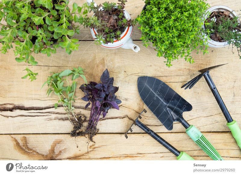 Setzlinge, Pflanzen in Töpfen - Gartenkonzept Topf Freizeit & Hobby Sommer Tisch Arbeit & Erwerbstätigkeit Gartenarbeit Frau Erwachsene Umwelt Natur Erde Blume