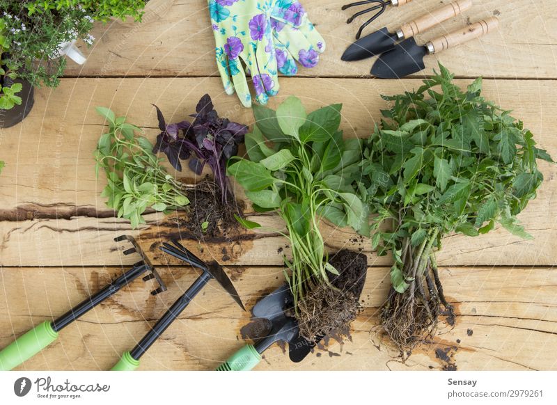 Setzlinge, Pflanzen in Töpfen und Gartengeräten Topf Freizeit & Hobby Sommer Tisch Arbeit & Erwerbstätigkeit Gartenarbeit Frau Erwachsene Umwelt Natur Erde