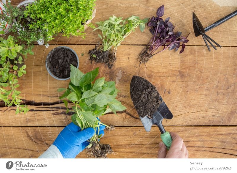 Setzlinge, Pflanzen in Töpfen und Gartengeräten Topf Freizeit & Hobby Sommer Tisch Arbeit & Erwerbstätigkeit Gartenarbeit Frau Erwachsene Umwelt Natur Erde