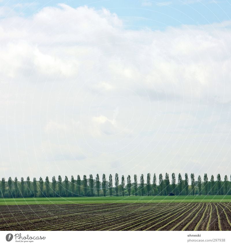 In Reih und Glied Landwirtschaft Forstwirtschaft Landschaft Himmel Frühling Baum Feld grün Ordnung Umwelt Farbfoto Außenaufnahme Muster Menschenleer