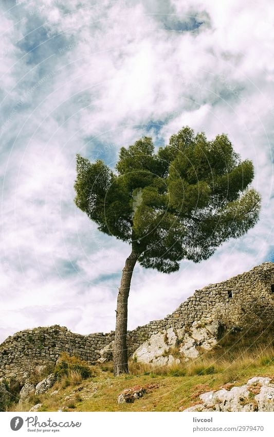 einsamer Baum in der Zitadelle von Berat Ferien & Urlaub & Reisen Tourismus Ausflug Berge u. Gebirge Natur Landschaft Pflanze Urelemente Himmel Wolken Frühling