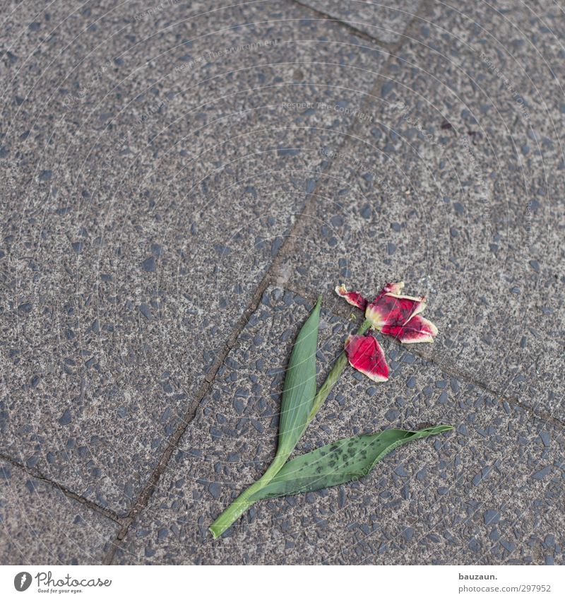 tulpe. platt. Umwelt Frühling Pflanze Blume Tulpe Straße Wege & Pfade kaputt grau grün rot Schmerz Sehnsucht Enttäuschung Einsamkeit Frustration Missgeschick