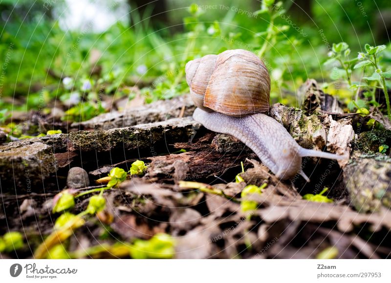 Schneckchen Umwelt Natur Landschaft Frühling Schönes Wetter Sträucher Moos Ast Wiese Schnecke Schneckenhaus Bewegung gehen authentisch groß natürlich Neugier