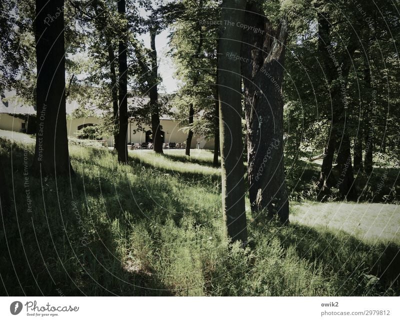 Bischof-Benno-Haus Schmochtitz Umwelt Natur Landschaft Pflanze Schönes Wetter Baum Gras Sträucher Grünpflanze Baumstamm Garten Park Wald Mauer Wand Fassade