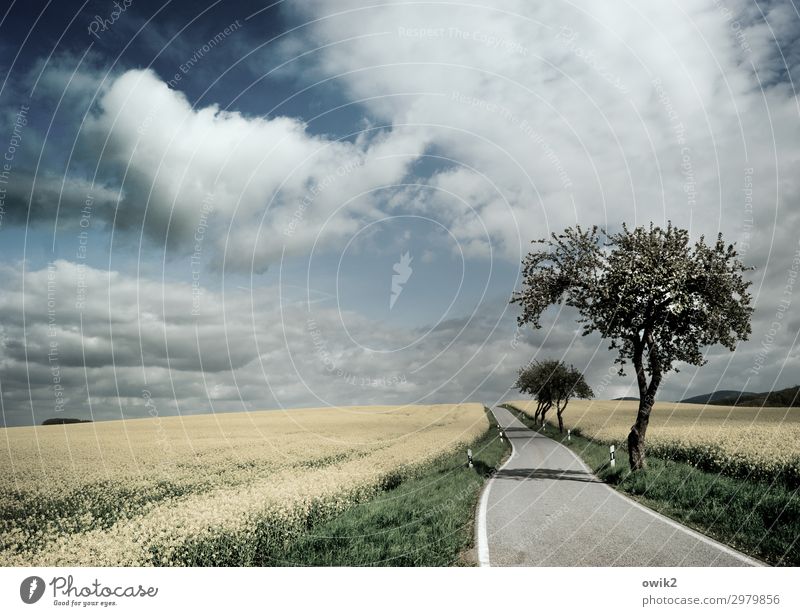 Baumblüte Umwelt Natur Landschaft Pflanze Himmel Wolken Horizont Frühling Schönes Wetter Gras Nutzpflanze Raps Rapsblüte Rapsfeld Feld Verkehr Verkehrswege