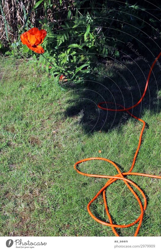 Gartenarbeit Umwelt Natur Erde Sommer Schönes Wetter Wärme Pflanze Gras Rasen Park Wiese Linie Blühend leuchten authentisch natürlich grün orange schwarz Design