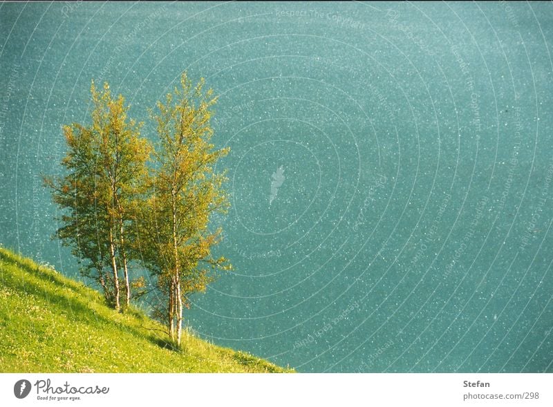 green green grazz See Stausee Baum Südtirol Wellen türkis grün vernagt Himmel Alpen schnalstal Wasser water sea lake waves Wind tree alps heaven