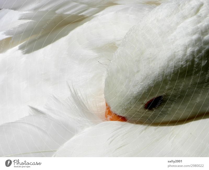 Siesta... Tier Nutztier Vogel Gans Hausgans Feder 1 beobachten liegen schlafen träumen ästhetisch blond kuschlig weich weiß Zufriedenheit Sicherheit