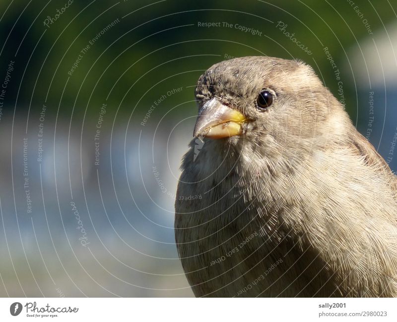 Moin... Vogel Sperling Haussperling Spatz Weibchen Tier Schnabel warten Knopfaugen Tierporträt Vogelportrait Wildtier Federkleid Tiergesicht Blick niedlich