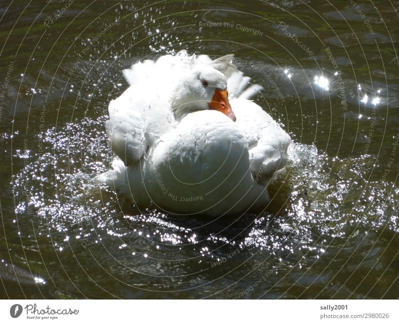 eine weiße Hausgans nimmt ein erfrischendes Bad... Gans See Wasser Teich baden plantschen abkühlen waschen sauber spritzen Tier Sommer nass Schwimmen & Baden