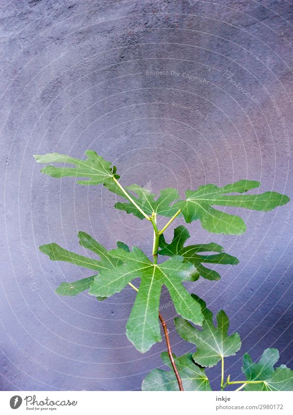 Feigenbaum Sommer Pflanze Baum Blatt Feigenblatt Menschenleer Mauer Wand natürlich blau grau grün Wachstum Farbfoto Außenaufnahme Nahaufnahme Detailaufnahme