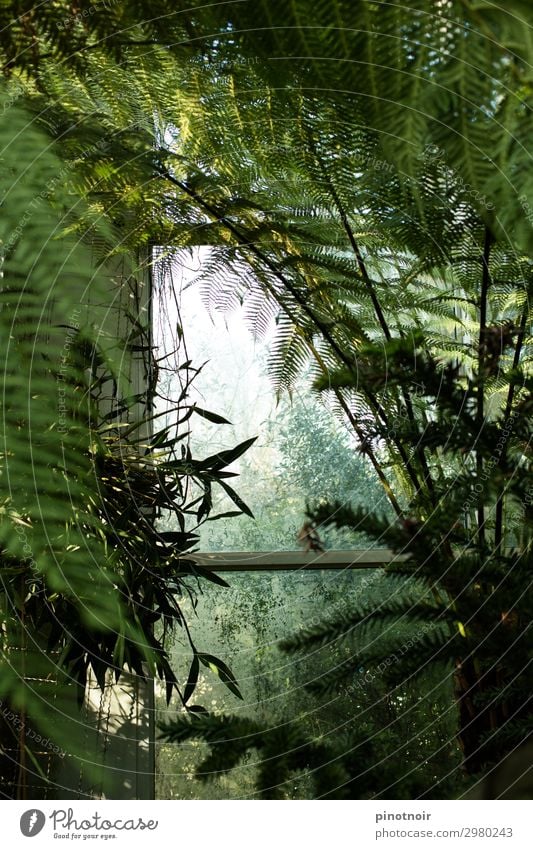 Farnwedel Sommer Natur Pflanze Blatt Grünpflanze exotisch Urwald natürlich saftig grün Wachstum tropisch Palmenwedel Botanik Botanischer Garten Gewächshaus