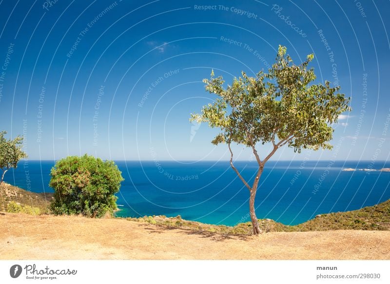 Standort Ferien & Urlaub & Reisen Ferne Sommerurlaub Natur Landschaft Erde Sand Wasser Wolkenloser Himmel Klima Schönes Wetter Wärme Pflanze Baum Sträucher