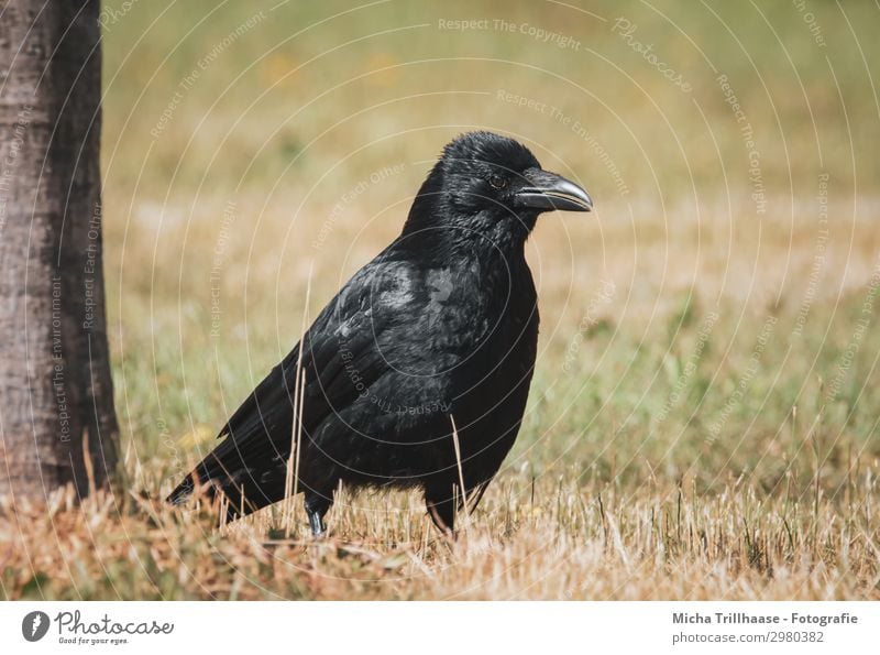 Rabe auf der Wiese Natur Tier Sonnenlicht Schönes Wetter Baum Gras Wildtier Vogel Tiergesicht Flügel Krähe Rabenvögel Kolkrabe Kopf Schnabel Auge Feder