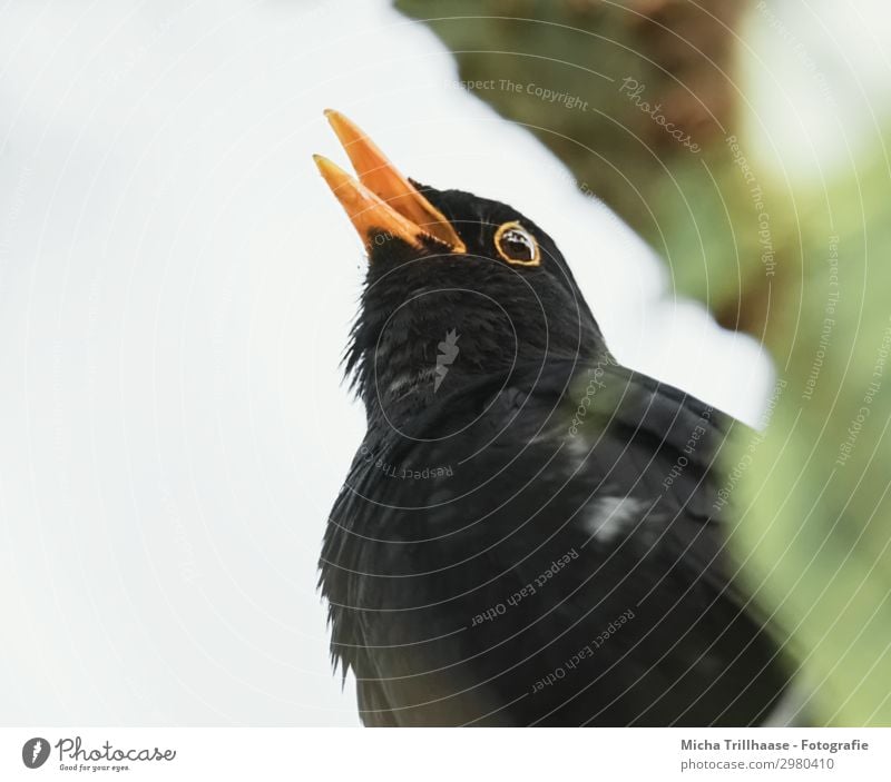 Singende Amsel im Baum Natur Tier Himmel Sonnenlicht Schönes Wetter Blatt Zweige u. Äste Wildtier Vogel Tiergesicht Flügel Schnabel Kopf Auge Feder gefiedert 1